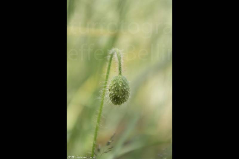 _IGP2826